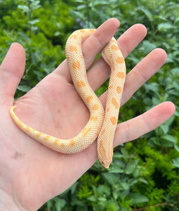 Juvenile Albino Conda Western Hognose Snake (Female)