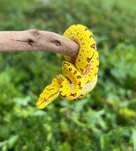 Baby Biak Green Tree Python (2)