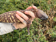 Load image into Gallery viewer, Adult Mexican Beaded Lizard (1)
