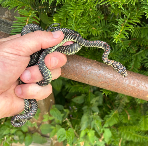 Adult Paradise Flying Snake (Male 1)