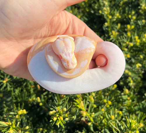 Baby Albino Pied Ball Python (Female 1)