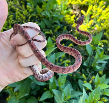 Load image into Gallery viewer, Red Amazon Tree Boa (Male 2)