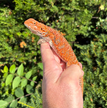 Load image into Gallery viewer, Juvenile Extreme Red Bearded Dragon (Female)