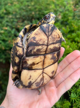 Load image into Gallery viewer, Adult Eastern Box Turtle (Female 2)