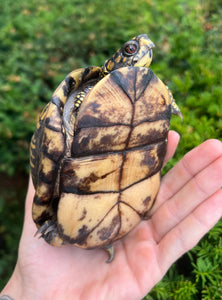 Adult Eastern Box Turtle (Female 2)