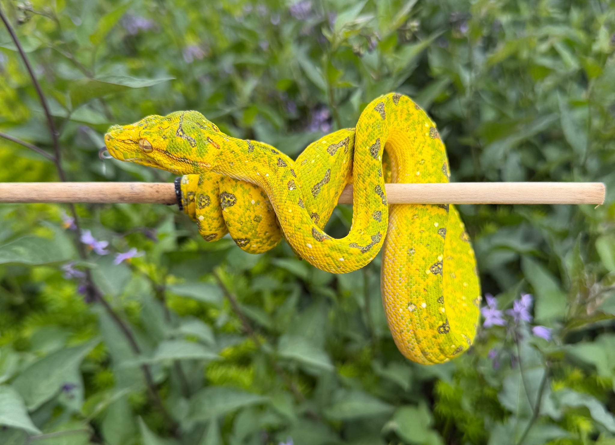Juvenile Biak Green Tree Python (2) – Scales and Tails of Ohio