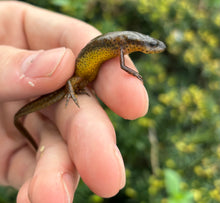 Load image into Gallery viewer, Peninsula Newt