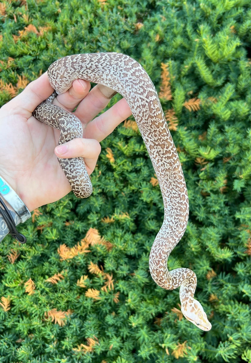 Burnese Python Baby Baby Granite Burmese Python 66% het Albino (Male) โ Scales and Tails of ...