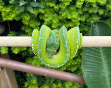 Load image into Gallery viewer, Adult Sorong Green Tree Python (Male 1)