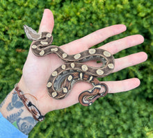 Load image into Gallery viewer, Baby Motley het Blood/Kahl Albino Boa Constrictor (Male)