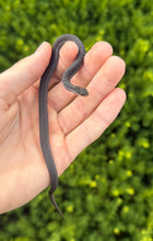 Load image into Gallery viewer, Juvenile Melanistic Eastern Garter Snake