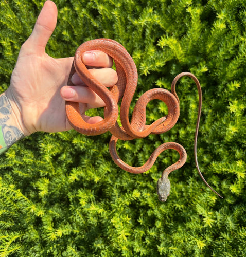 Adult Malaysian Black Headed Cat Snake (Male 1)