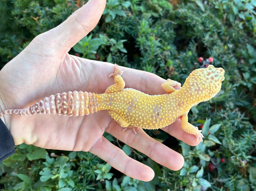 Adult Leopard Gecko (Female)