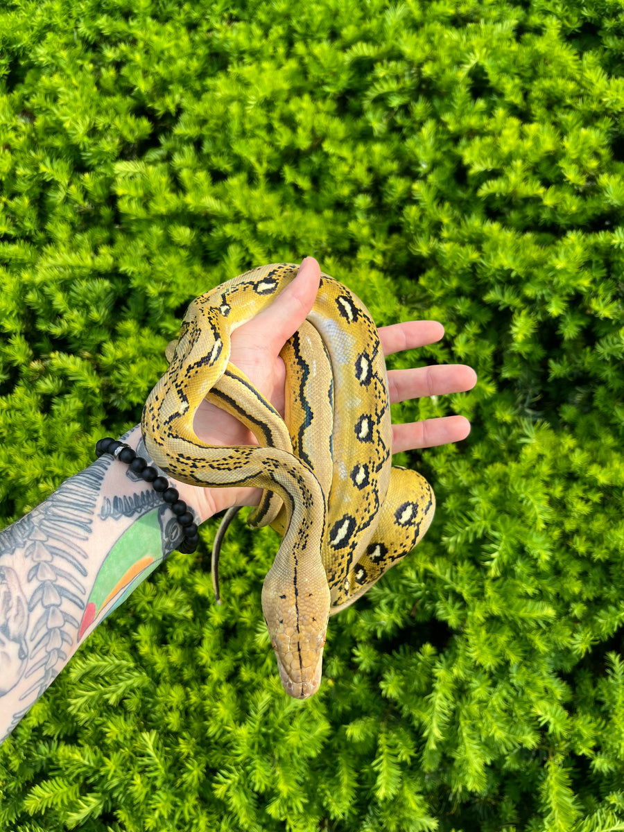 Platinum Reticulated Python (Female) – Scales and Tails of Ohio