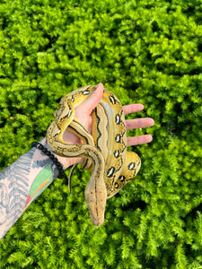 Female Reticulated Python Have Claws Platinum Reticulated Python (Female) – Scales and Tails of Ohio