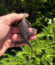 Load image into Gallery viewer, Baby Sulawesi Water Monitor (6)