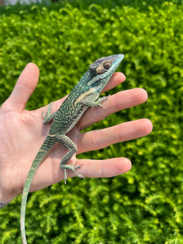 Smallwood’s Knight Anole