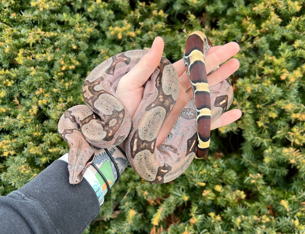 Juvevile Guyana Boa (Male 4) Scales and Tails of Ohio