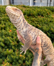 Load image into Gallery viewer, Adult Savannah Monitor