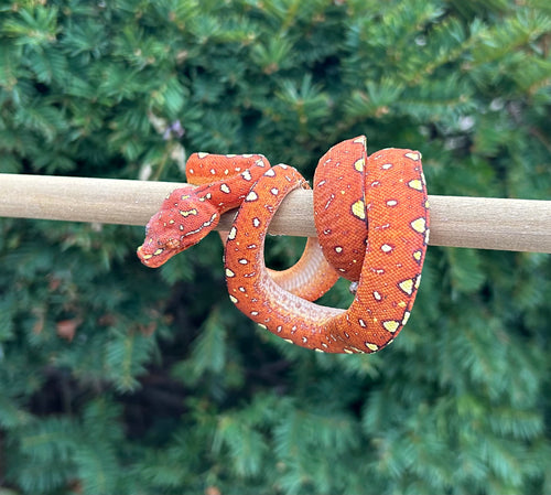 Baby Red Biak Green Tree Python (2)