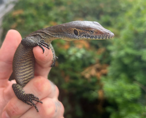 Baby Merten’s Water Monitor