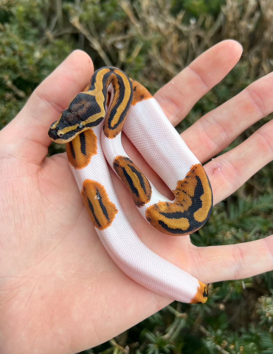 Baby Python Spurs Baby Pied Ball Python (Male 1) – Scales and Tails of Ohio