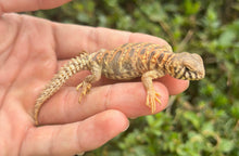 Load image into Gallery viewer, Baby Ornate Uromastyx (1)