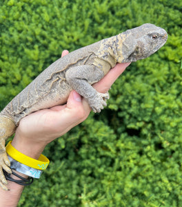 XL Adult Egyptian Uromastyx