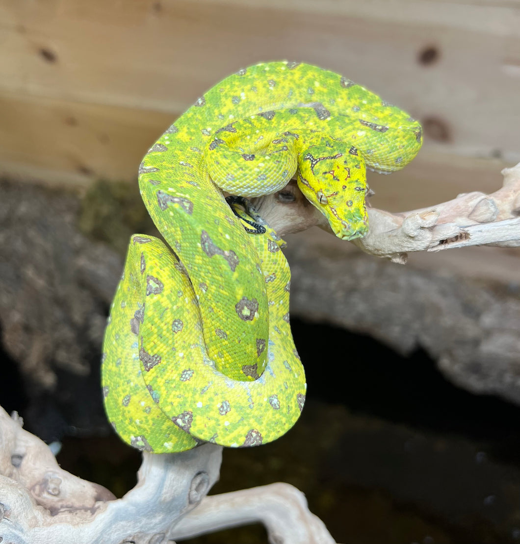 Juvenile Biak Green Tree Python on