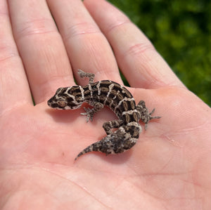 Sub-Adult Viper Gecko (Male 3)
