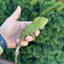 Load image into Gallery viewer, 1.1 Adult Blue-Eyed Crested Dragon