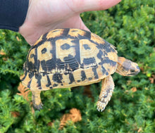 Load image into Gallery viewer, 5” Greek Tortoise (Male 2)