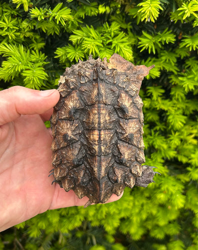 4” Mata Mata Turtle (2)