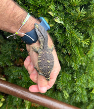 Load image into Gallery viewer, Baby Black Throat Monitor (3)