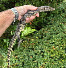 Load image into Gallery viewer, Juvenile Asian Water Monitor (2)
