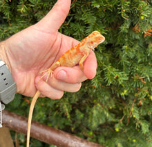 Load image into Gallery viewer, Baby ‘High-Red’ Albino Iguana