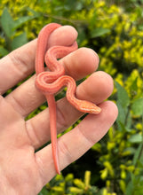 Load image into Gallery viewer, Baby T-Albino House Snake
