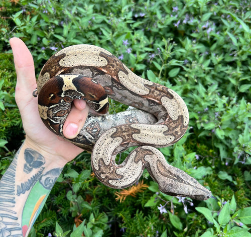 Juvenile Guyana Boa (Male 1)