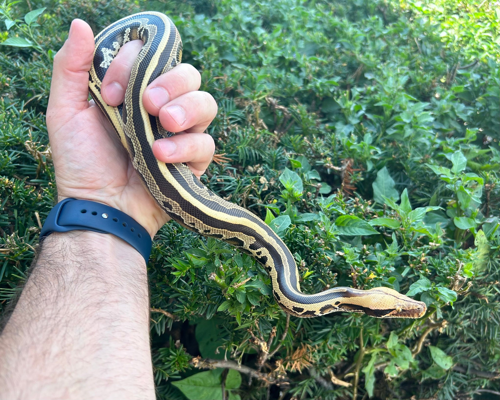 Juvenile Borneo Striped Blood Python (Male) – Scales and Tails of Ohio