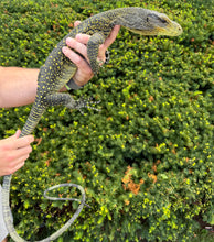 Load image into Gallery viewer, Sub-Adult Crocodile Monitor