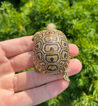 Load image into Gallery viewer, Baby ‘High-Color’ Baby Leopard Tortoise