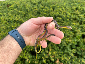 Baby Striped Bronzeback Snake