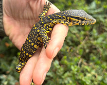 Load image into Gallery viewer, Baby ‘Exceptional’ Ornate Nile Monitor (3)