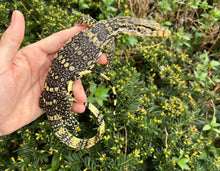 Load image into Gallery viewer, Small Asian Water Monitor (3)