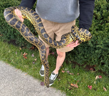 Load image into Gallery viewer, Adult Yellow Anaconda (Proven Female)