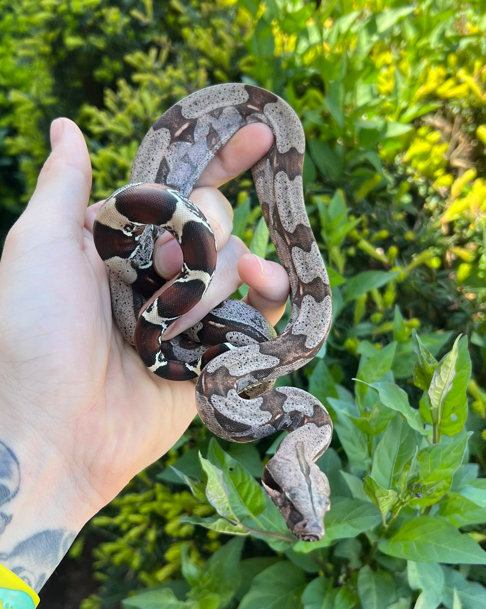 Small Guyana Boa (Male 5) – Scales and Tails of Ohio