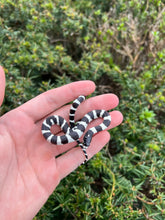 Load image into Gallery viewer, Baby Banded California Kingsnake