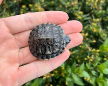 Load image into Gallery viewer, Baby Black Pearl Red-Eared Slider