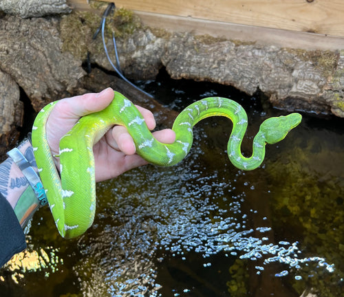 Sub-Adult Emerald Tree Boa (Female)