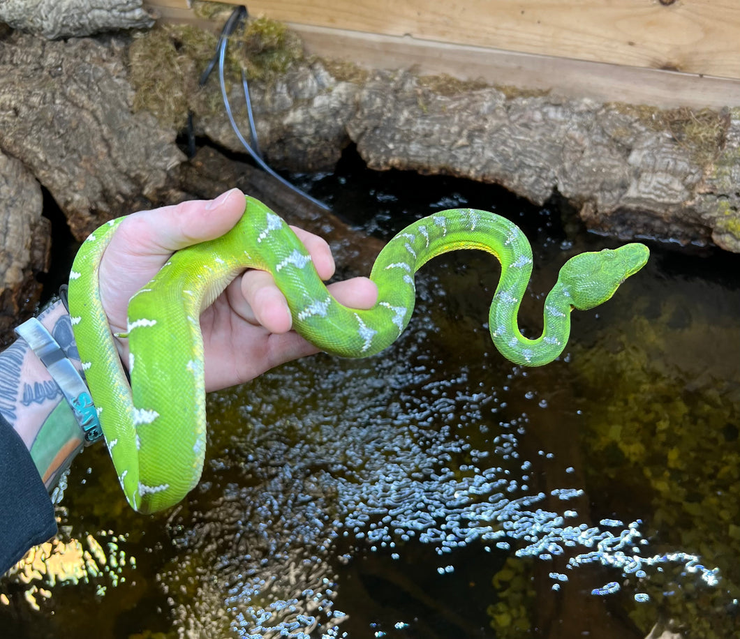 Sub-Adult Emerald Tree Boa (Female)